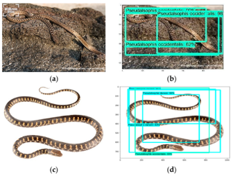 Snake Classification